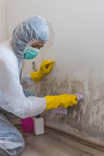 Best Forensic Mold Investigation  in Revere, MA